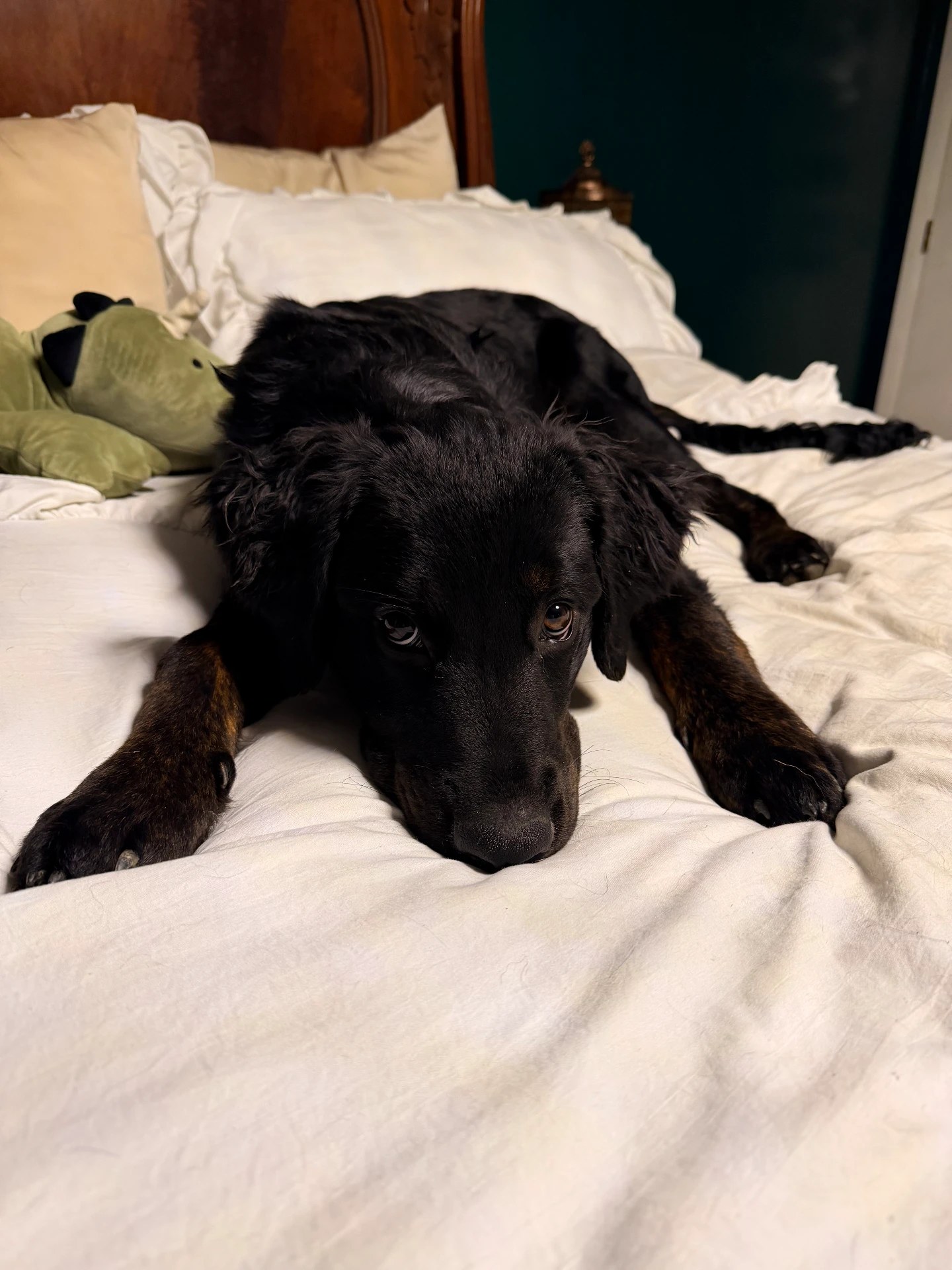 A black flat-coated retriever mix resting on a white bed at home