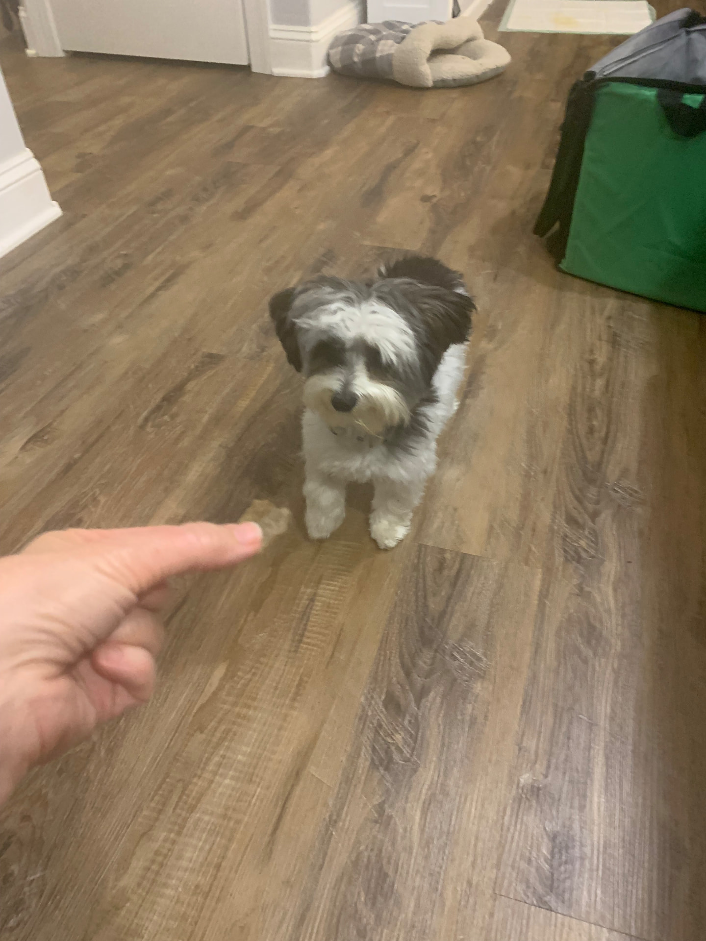A small grey and white terrier mix waiting politely for a Pups & Lou microgreen treat